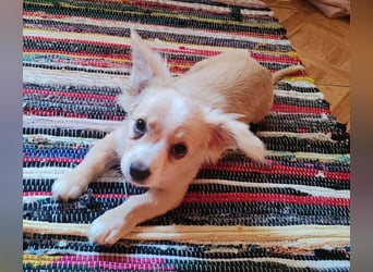 ZIZIE - liebevolles Hundekind