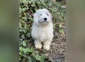 SNOWY - braucht ein eigenes Körbchen