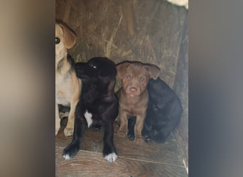 LEVON - darf er mit dir die Welt entdecken?