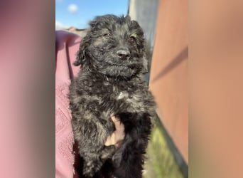 JAKE - süßer Zottel sucht seine Menschen *reserviert*