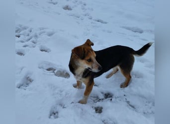 MOLLY - kleine Herzensdame