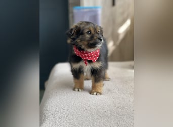 PENNY - kleine Zuckermaus