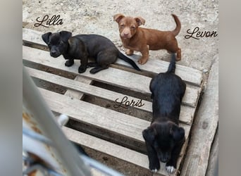 LILLA - schwarze Schönheit