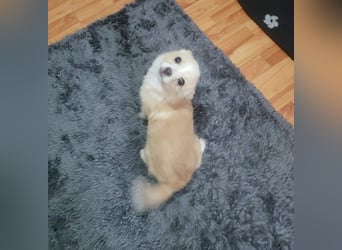 FIFI - kleine Zaubermaus