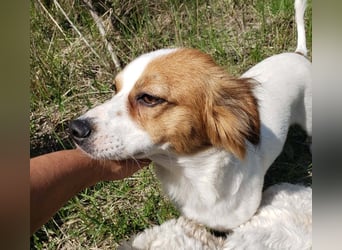 ILA - sanfte Seele sucht ihre Menschen