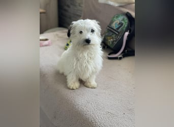 SNOWY - braucht ein eigenes Körbchen