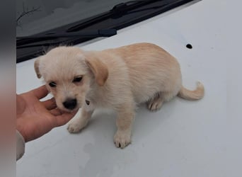 LUIS - kleiner Hundebub