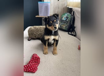 POLLY - kleine Herzensdame