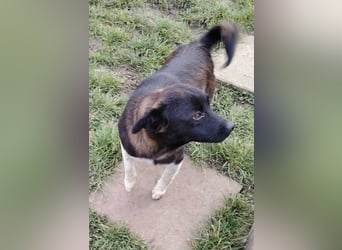 BONO - sucht sein Für-immer-Zuhause