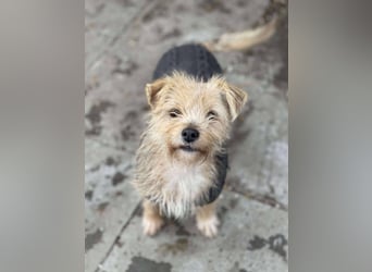 PIP - liebevolle Hundedame