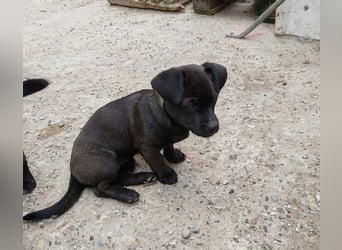 LILLA - schwarze Schönheit