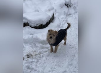 PIP - liebevolle Hundedame