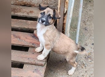 ZOLLY - Zuckerbub sucht seine Menschen