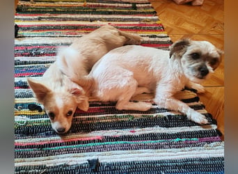 ZIZIE - liebevolles Hundekind