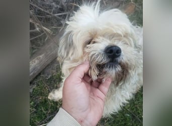 HAROO - liebevoller Zottel