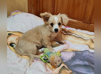ZIZIE - liebevolles Hundekind
