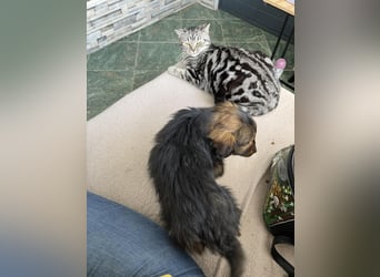 PENNY - kleine Zuckermaus