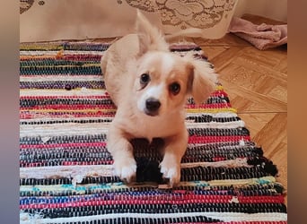 ZIZIE - liebevolles Hundekind