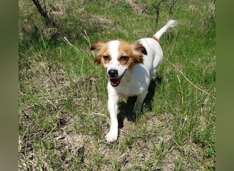 ILA - sanfte Seele sucht ihre Menschen