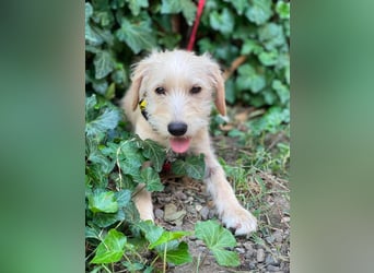 DAISY - verspieltes Hundemädchen