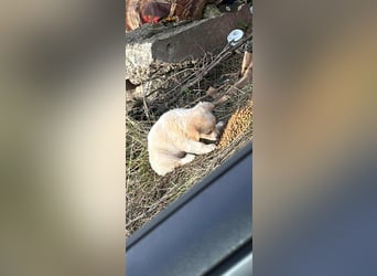 MAGGIE - kleine Hundedame