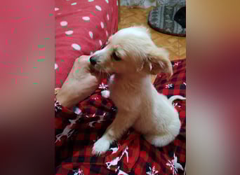 MAGGIE - kleine Hundedame