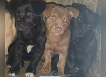 LILLA - schwarze Schönheit