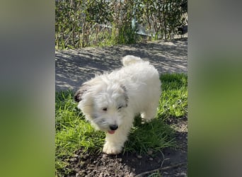 SNOWY - braucht ein eigenes Körbchen