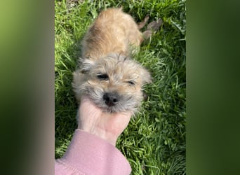 PEANUT - kleine Frohnatur sucht ihre Menschen