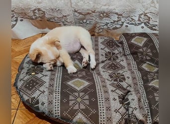 MAGGIE - kleine Hundedame