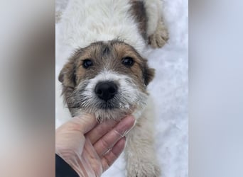 BRODIE - ist bereit für Abenteuer