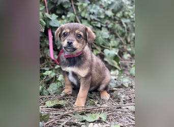 PETER - kleiner Herzensbrecher