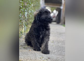 JAKE - süßer Zottel sucht seine Menschen *reserviert*