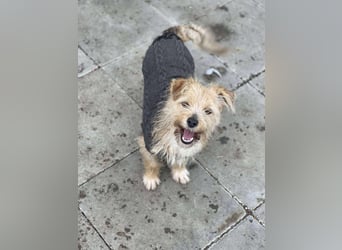 PIP - liebevolle Hundedame