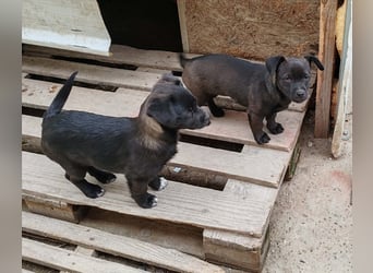 LILLA - schwarze Schönheit