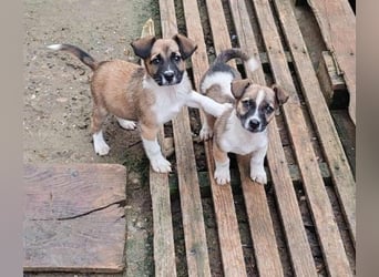 ZERINE - kleine Frohnatur *reserviert*