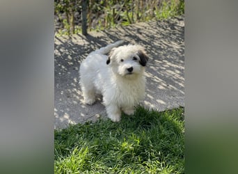 SNOWY - braucht ein eigenes Körbchen