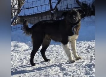 BONO - sucht sein Für-immer-Zuhause