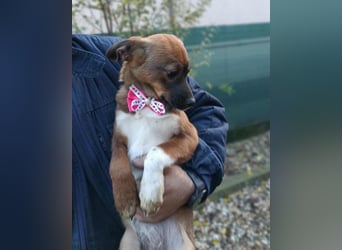 DORA - süßes Hundemädchen