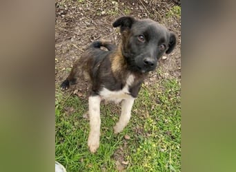 BONO - sucht sein Für-immer-Zuhause