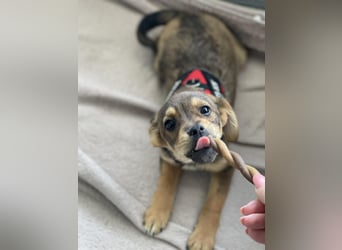 PETER - kleiner Herzensbrecher