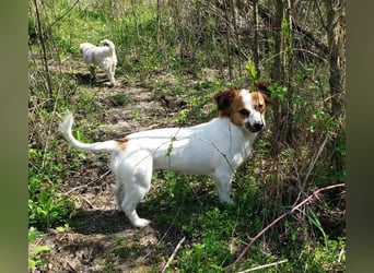 ILA - sanfte Seele sucht ihre Menschen