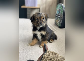 PENNY - kleine Zuckermaus