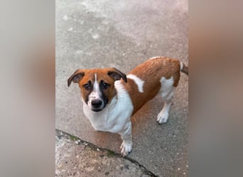 LATTE - kleiner aufgeweckter Bub