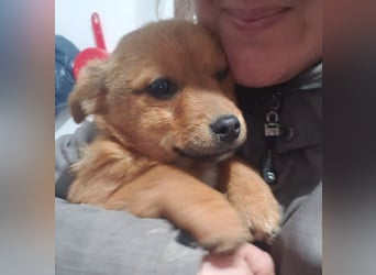 TOTO - kleine Frohnatur