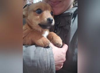 TOTO - kleine Frohnatur