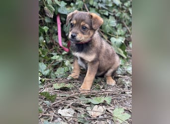 PETER - kleiner Herzensbrecher