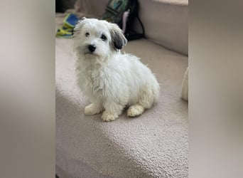 SNOWY - braucht ein eigenes Körbchen