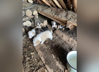 PERRY - kleiner Zuckerbub *reserviert*