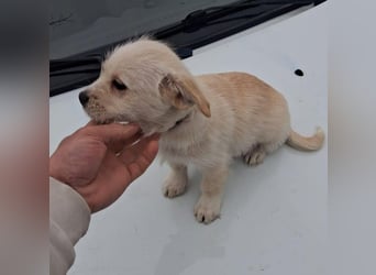 LUIS - kleiner Hundebub